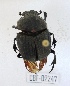  (Phanaeus meleagris - CBF-Scarab-002247)  @11 [ ] Copyright (2011) CBF Coleccion Boliviana de Fauna