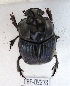  (Sulcophanaeus batesi - CBF-Scarab-002273)  @11 [ ] Copyright (2011) CBF Coleccion Boliviana de Fauna