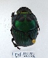  (Oxysternon palaemon - CBF-Scarab-002282)  @11 [ ] Copyright (2011) CBF Coleccion Boliviana de Fauna