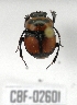  (Canthon septemmaculatus - CBF-Scarab-002601)  @11 [ ] Copyright (2011) CBF Coleccion Boliviana de Fauna