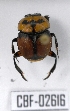  (Canthon septemmaculatus - CBF-Scarab-002616)  @11 [ ] Copyright (2011) CBF Coleccion Boliviana de Fauna