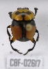  ( - CBF-Scarab-002617)  @11 [ ] Copyright (2012) CBF Coleccion Boliviana de Fauna