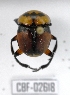  ( - CBF-Scarab-002618)  @11 [ ] Copyright (2011) CBF Coleccion Boliviana de Fauna