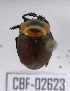  (Canthon luteicollis - CBF-Scarab-002623)  @13 [ ] Copyright (2011) CBF Coleccion Boliviana de Fauna