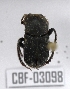  (Eurysternus cayennensis - CBF-Scarab-003098)  @11 [ ] Copyright (2011) CBF Coleccion Boliviana de Fauna