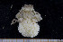  ( - BETRA_Workshop_19)  @11 [ ] Creative Commons BY NC SA (2020) University of Bergen Natural History Collections