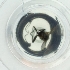  ( - EWTA_005_G10)  @11 [ ] by  Genome Research Ltd as Wellcome Sanger Institute Genome Research Limited operating as Wellcome Sanger Institute