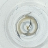  (Dolichopus arbustorum - EWTA_007_H5)  @11 [ ] by  Genome Research Ltd as Wellcome Sanger Institute Genome Research Limited operating as Wellcome Sanger Institute