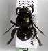  (Plesianthidium richterveldense - CCDB-15277 A09)  @11 [ ] CreativeCommons - Attribution Non-Commercial Share-Alike (2011) Packer Collection York University York University