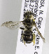  (Othinosmia (Megaloherioades)sp4 - CCDB-15277 A11)  @13 [ ] CreativeCommons - Attribution Non-Commercial Share-Alike (2011) Packer Collection York University York University