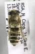  (Megachile ZAF17 - CCDB-15277 B09)  @13 [ ] CreativeCommons - Attribution Non-Commercial Share-Alike (2011) Packer Collection York University York University