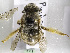  (Pachymelus peringueyi - CCDB-15277 E05)  @14 [ ] CreativeCommons - Attribution Non-Commercial Share-Alike (2011) Packer Collection York University York University