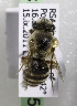  (Colletes testaceipes - CCDB-15277 H05)  @13 [ ] CreativeCommons - Attribution Non-Commercial Share-Alike (2011) Packer Collection York University York University