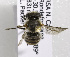  (Plesianthidium neli - CCDB-15277 H11)  @13 [ ] CreativeCommons - Attribution Non-Commercial Share-Alike (2011) Packer Collection York University York University