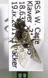  (Lasioglossum KENspN - CCDB-15278 B10)  @13 [ ] CreativeCommons - Attribution Non-Commercial Share-Alike (2011) Packer Collection York University York University