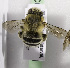  (Anthophora labrosa - CCDB-15278 F01)  @13 [ ] CreativeCommons - Attribution Non-Commercial Share-Alike (2011) Packer Collection York University York University