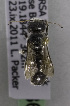  (Othinosmia Othinosmia ZAF01 - CCDB-15279 B06)  @11 [ ] CreativeCommons - Attribution Non-Commercial Share-Alike (2011) Packer Collection York University York University