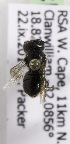  (Othinosmia (Megaloheriades)sp5 - CCDB-15279 D07)  @12 [ ] CreativeCommons - Attribution Non-Commercial Share-Alike (2011) Packer Collection York University York University
