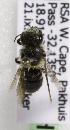  (Othinosmia (Megaloheriades)sp4 - CCDB-15279 H02)  @13 [ ] CreativeCommons - Attribution Non-Commercial Share-Alike (2011) Packer Collection York University York University