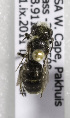  (Othinosmia (Megaloheriades)sp2 - CCDB-15279 H04)  @13 [ ] CreativeCommons - Attribution Non-Commercial Share-Alike (2011) Packer Collection York University York University