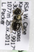  (Othinosmia (Megaloheriades)sp1 - CCDB-15280 A10)  @12 [ ] CreativeCommons - Attribution Non-Commercial Share-Alike (2011) Packer Collection York University York University