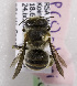  (Plesianthidium calvini - CCDB-15280 D10)  @13 [ ] CreativeCommons - Attribution Non-Commercial Share-Alike (2011) Packer Collection York University York University