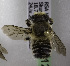  (Megachile ZAF08 - CCDB-15280 D12)  @13 [ ] CreativeCommons - Attribution Non-Commercial Share-Alike (2011) Packer Collection York University York University