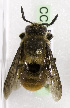  (Megachile cincta - CCDB-15280 F07)  @14 [ ] CreativeCommons - Attribution Non-Commercial Share-Alike (2011) Packer Collection York University York University