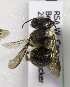  (Plesianthidium namaquaense - CCDB-15280 H04)  @11 [ ] CreativeCommons - Attribution Non-Commercial Share-Alike (2011) Packer Collection York University York University