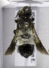  (Megachile bwone - CCDB-15281 A01)  @14 [ ] CreativeCommons - Attribution Non-Commercial Share-Alike (2011) Packer Collection York University York University