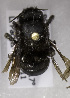 (Plesianthidium cariniventre - CCDB-15281 E10)  @11 [ ] CreativeCommons - Attribution Non-Commercial Share-Alike (2011) Packer Collection York University York University