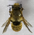  (Megachile ZAFR1 - CCDB-15281 F02)  @11 [ ] CreativeCommons - Attribution Non-Commercial Share-Alike (2011) Packer Collection York University York University