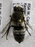 (Megachile pruinosone - CCDB-15281 H06)  @11 [ ] CreativeCommons - Attribution Non-Commercial Share-Alike (2011) Packer Collection York University York University