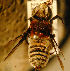  (Megachile discolor - MegBOL 0012)  @13 [ ] CreativeCommons - Attribution Non-Commercial Share-Alike (2011) Connal Eardley ARC-Plant Protection Research Institute