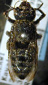  (Megachile rufoscopacaea - MegBOL 0014)  @11 [ ] CreativeCommons - Attribution Non-Commercial Share-Alike (2011) Connal Eardley ARC-Plant Protection Research Institute