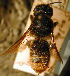  (Megachile cornigera - MegBOL 0016)  @11 [ ] CreativeCommons - Attribution Non-Commercial Share-Alike (2011) Connal Eardley ARC-Plant Protection Research Institute