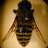 (Megachile felina - MegBOL 0022)  @13 [ ] CreativeCommons - Attribution Non-Commercial Share-Alike (2011) Connal Eardley ARC-Plant Protection Research Institute