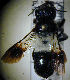  (Megachile maxillosa - MegBOL 0024)  @13 [ ] CreativeCommons - Attribution Non-Commercial Share-Alike (2011) Connal Eardley ARC-Plant Protection Research Institute