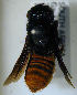  (Megachile rufiventris - MegBOL 0028)  @13 [ ] CreativeCommons - Attribution Non-Commercial Share-Alike (2011) Connal Eardley ARC-Plant Protection Research Institute