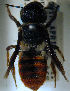  (Megachile demeter - MegBOL 0030)  @11 [ ] CreativeCommons - Attribution Non-Commercial Share-Alike (2011) Connal Eardley ARC-Plant Protection Research Institute
