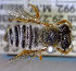  (Megachile niveofasciata - MegBOL 0036)  @11 [ ] CreativeCommons - Attribution Non-Commercial Share-Alike (2011) Connal Eardley ARC-Plant Protection Research Institute