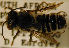  ( - MegBOL 0041)  @11 [ ] CreativeCommons - Attribution Non-Commercial Share-Alike (2011) Connal Eardley ARC-Plant Protection Research Institute