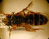  (Megachile pseudofulva - MegBOL 0042)  @11 [ ] CreativeCommons - Attribution Non-Commercial Share-Alike (2011) Connal Eardley ARC-Plant Protection Research Institute