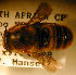 (Megachile fulvohirta - MegBOL 0043)  @11 [ ] CreativeCommons - Attribution Non-Commercial Share-Alike (2011) Connal Eardley ARC-Plant Protection Research Institute