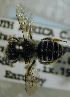  (Megachile whiteana - MegBOL 0047)  @11 [ ] CreativeCommons - Attribution Non-Commercial Share-Alike (2011) Connal Eardley ARC-Plant Protection Research Institute