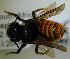  (Megachile fervida - MegBOL 0049)  @13 [ ] CreativeCommons - Attribution Non-Commercial Share-Alike (2011) Connal Eardley ARC-Plant Protection Research Institute