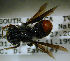 ( - MegBOL 0056)  @11 [ ] CreativeCommons - Attribution Non-Commercial Share-Alike (2011) Connal Eardley ARC-Plant Protection Research Institute