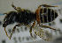  (Megachile louisae - MegBOL 0057)  @11 [ ] CreativeCommons - Attribution Non-Commercial Share-Alike (2011) Connal Eardley ARC-Plant Protection Research Institute