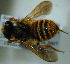  (Megachile fulva - MegBOL 0059)  @11 [ ] CreativeCommons - Attribution Non-Commercial Share-Alike (2011) Connal Eardley ARC-Plant Protection Research Institute