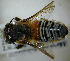  (Megachile fimbriata - MegBOL 0070)  @11 [ ] CreativeCommons - Attribution Non-Commercial Share-Alike (2011) Connal Eardley ARC-Plant Protection Research Institute